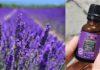 Magical Benefits of Lavender Essential Oil - Beauty Tips By Nim - Nimisha Goyal - HashBUGS - BTN - beautytipsbynim.com