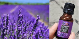 Magical Benefits of Lavender Essential Oil - Beauty Tips By Nim - Nimisha Goyal - HashBUGS - BTN - beautytipsbynim.com