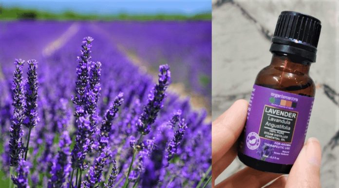 Magical Benefits of Lavender Essential Oil - Beauty Tips By Nim - Nimisha Goyal - HashBUGS - BTN - beautytipsbynim.com