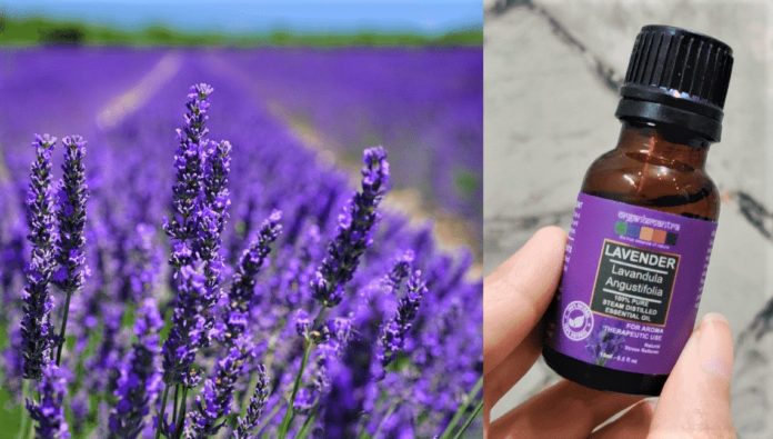 Magical Benefits of Lavender Essential Oil - Beauty Tips By Nim - Nimisha Goyal - HashBUGS - BTN - beautytipsbynim.com