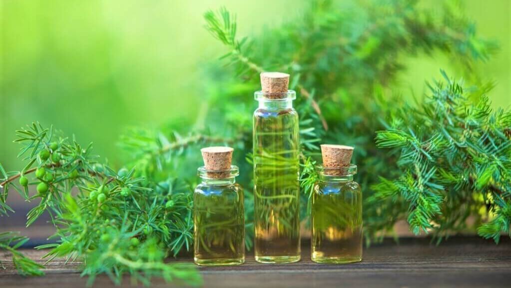 Give Tea Tree Oil A Chance - Beauty Tips By Nim - Nimisha Goyal - HashBUGS - BTN - Nimify Beauty - beautytipsbynim.com