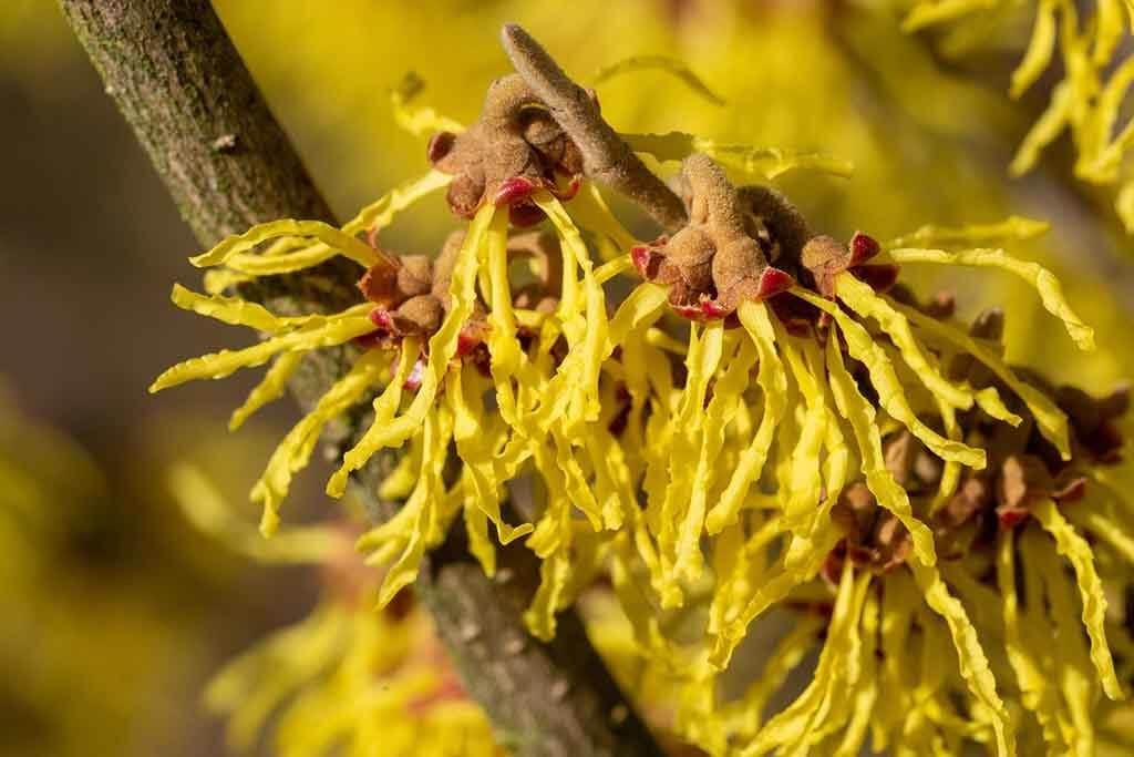 Witch Hazel