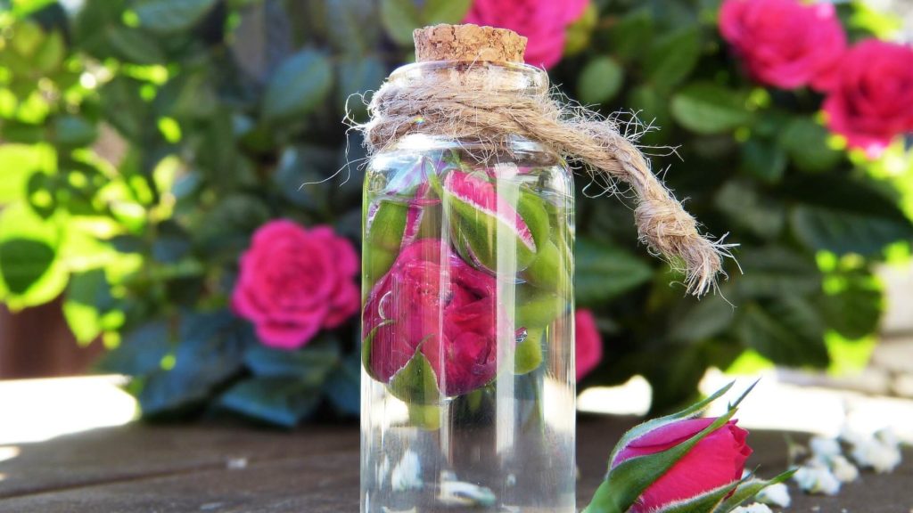 Toner - Rose Water For Skin - Remedies, Uses, Benefits, and More - Beauty Tips By Nim - Nimisha Goyal - HashBUGS - BTN - Nimify Beauty - beautytipsbynim.com