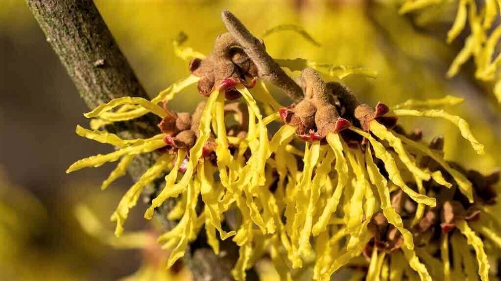 Witch Hazel - HashBUGS