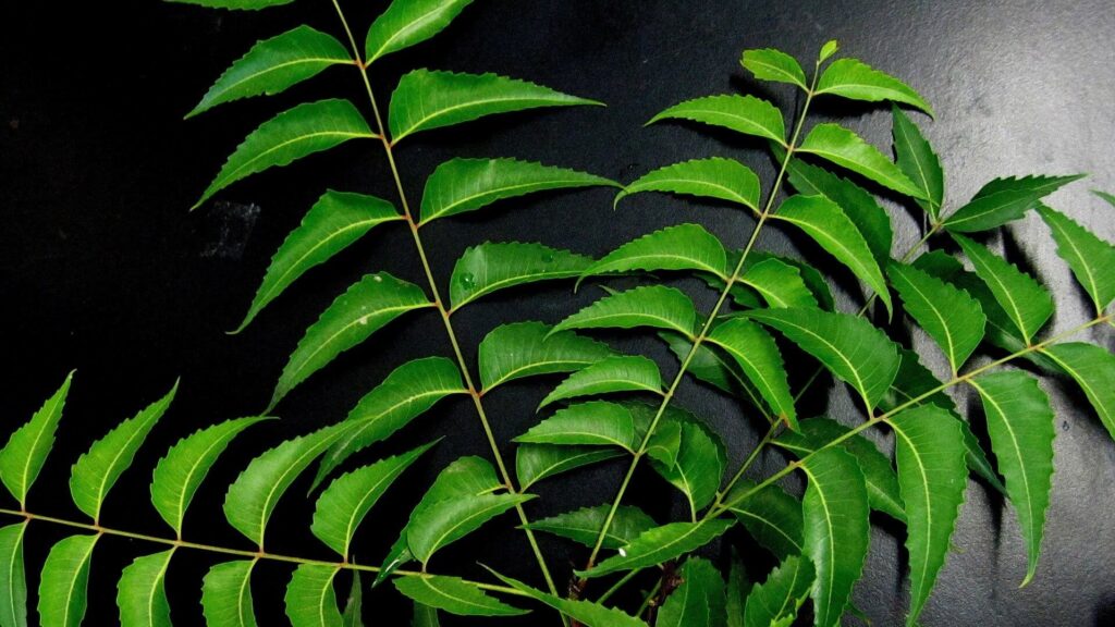 neem leaves